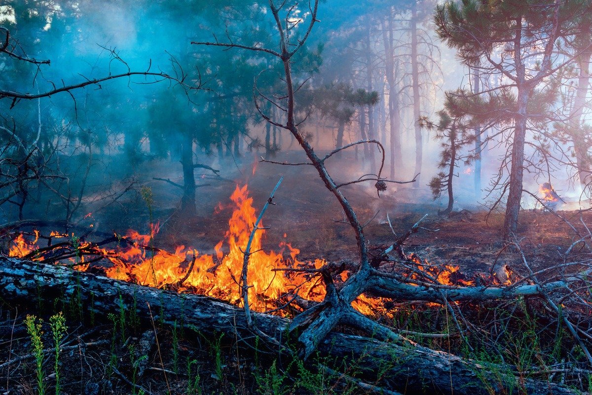 Средства для тушения лесных пожаров
